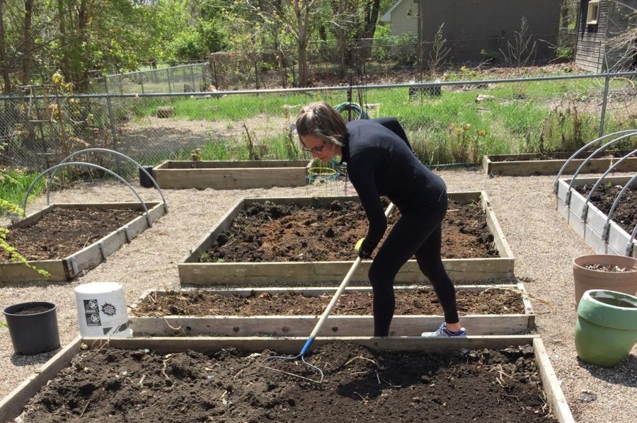 Ms. Arnstein prepping her potato bed.