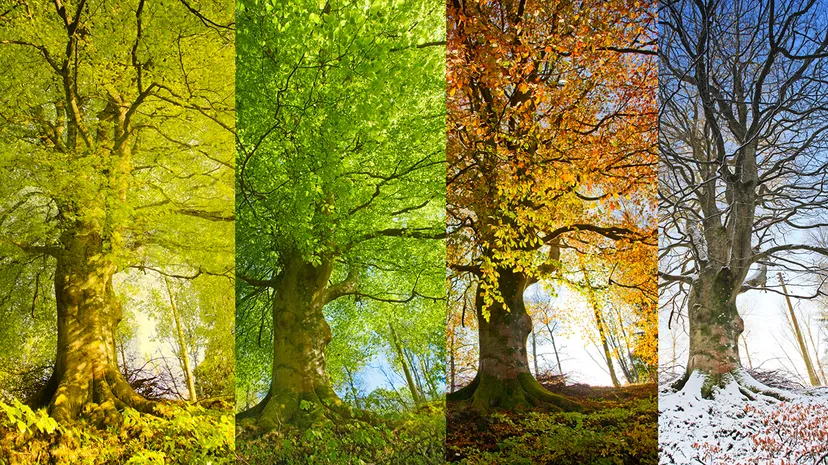 How Seasons Affect Our Moods