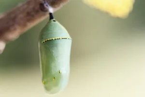 https://www.hgtv.com/outdoors/gardens/animals-and-wildlife/how-to-identify-insect-cocoons-and-habitats-pictures